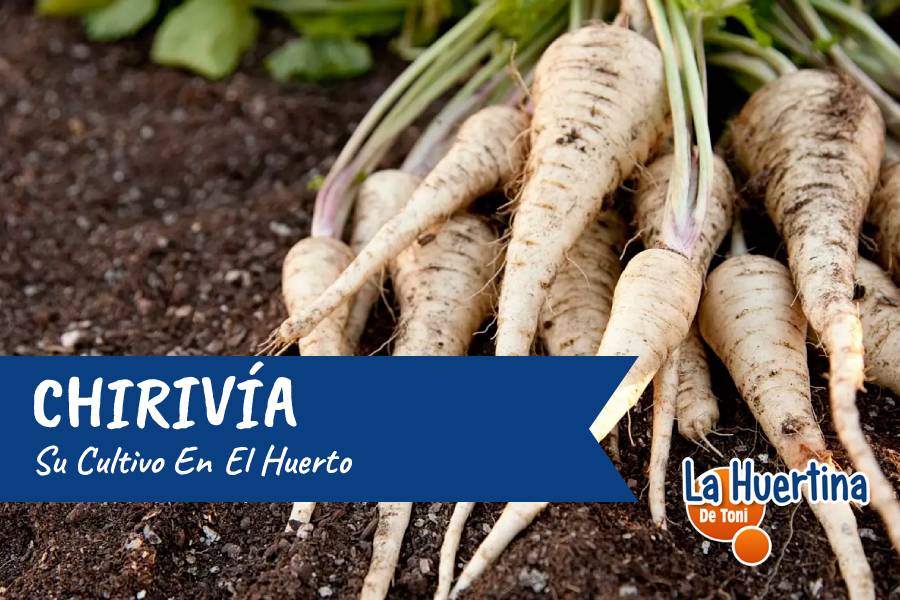 Qué cultivos no son compatibles con la chirivía