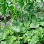Qué cultivos son buenos compañeros para plantar junto a los puerros
