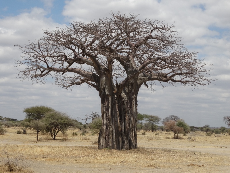 Qué curiosidades esconde la flor del baobab