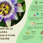 Qué debo hacer si mi Pasiflora no da flores