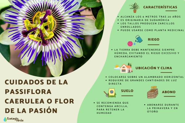 Qué debo hacer si mi Pasiflora no da flores