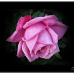 Qué distingue a las rosas Grandiflora de las Hybrid Tea