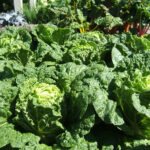 Qué enfermedades y plagas afectan al cultivo de bok choy