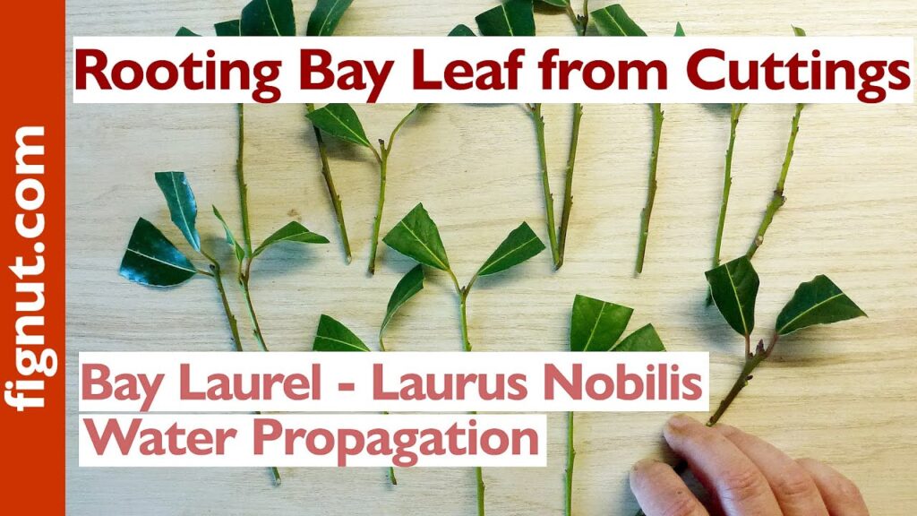 Qué es Bay Cuttings y cómo propagar ramas de laurel