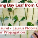 Qué es Bay Cuttings y cómo propagar ramas de laurel