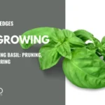 Qué es el albahaco arborícola Consejos de cultivo