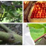 Qué es el Anillado en Frutales y cómo beneficia su producción de frutas