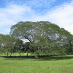 Qué es el árbol de Earpod y en qué lugares se encuentra