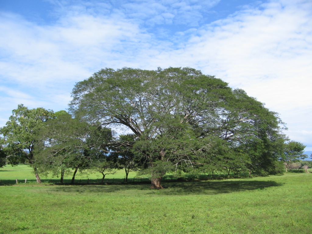 Qué es el árbol de Earpod y en qué lugares se encuentra