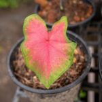 Qué es el brote con forma de flor en el caladio