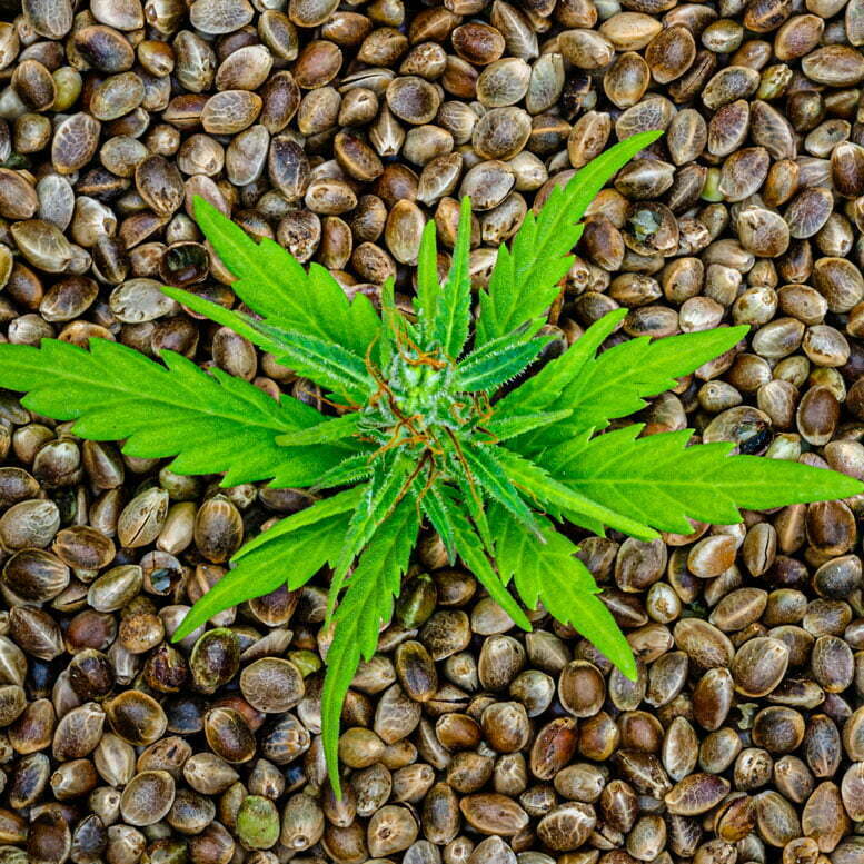 Qué es el cáñamo indio y cómo controlar su proliferación en cultivos