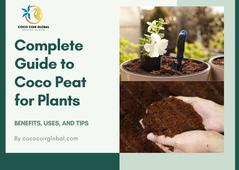 Qué es el cocopeat y cómo plantar en este suelo ecológico