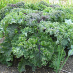 Qué es el colewort Aprende sobre su cultivo en el jardín