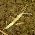 Qué es el Garden Symphylan y cómo afecta al suelo del jardín