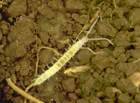 Qué es el Garden Symphylan y cómo afecta al suelo del jardín