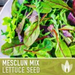 Qué es el mesclun y cómo cultivarlo fácilmente en casa