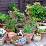 Qué es el método pot-in-a-pot para jardinería creativa