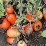 Qué es el Moho del Tomate: Datos y Control en el Jardín