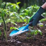 Qué es el side dressing y cómo se aplica en las plantas