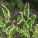 Qué es el síndrome del pequeño tomate de hoja