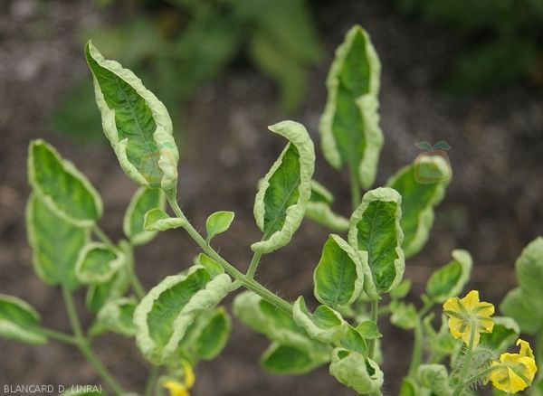 Qué es el síndrome del pequeño tomate de hoja