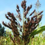 Qué es el sorghum y dónde se encuentra comúnmente cultivado