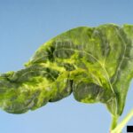 Qué es el virus del cogollo rizado en plantas de frijol