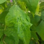 Qué es el Virus del Mosaico del Pepino en la Espinaca