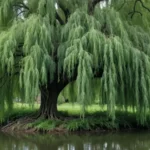 Qué es el Willow Scab y cómo tratarlo en sauces llorones