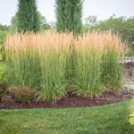 Qué es Feather Reed Grass y cómo cultivarlo en tu jardín