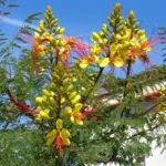 Qué es Gilliesii Bird Of Paradise y por qué tenerlo en tu jardín