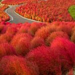 Qué es Kochia Burning Bush y cómo cuidar esta planta