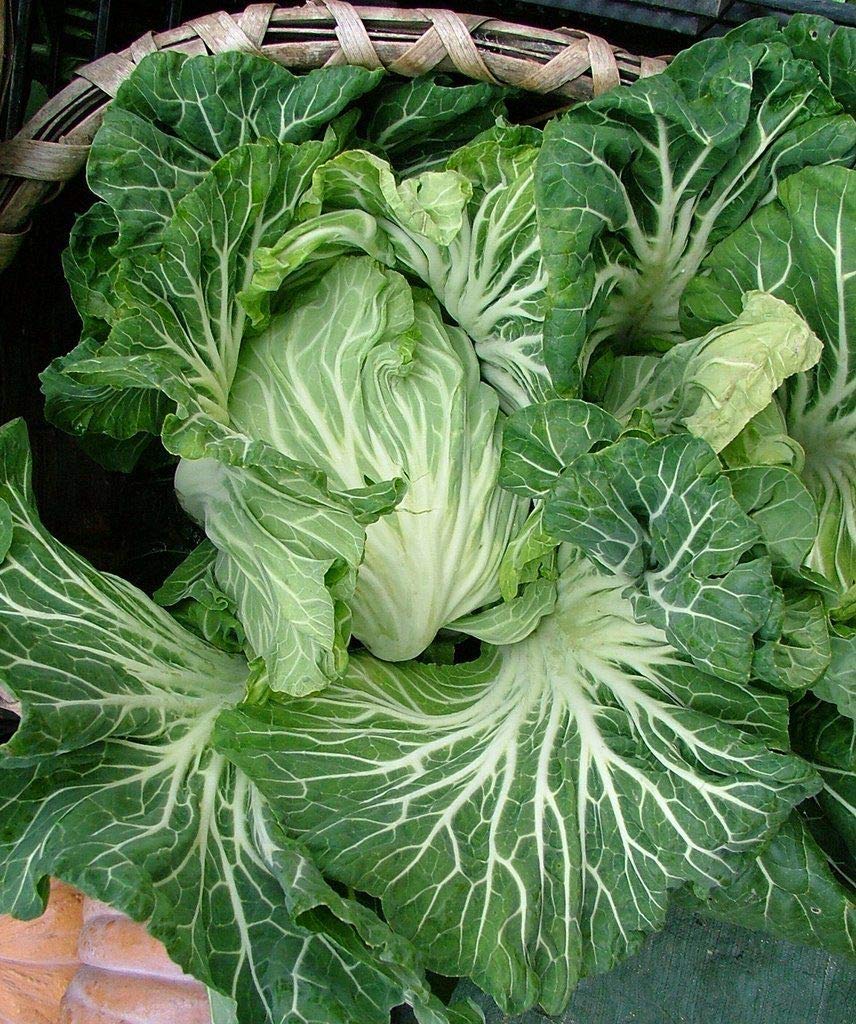 Qué es la col portuguesa y cómo se cultiva en el huerto