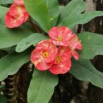 Qué es la corona de una planta y por qué es importante