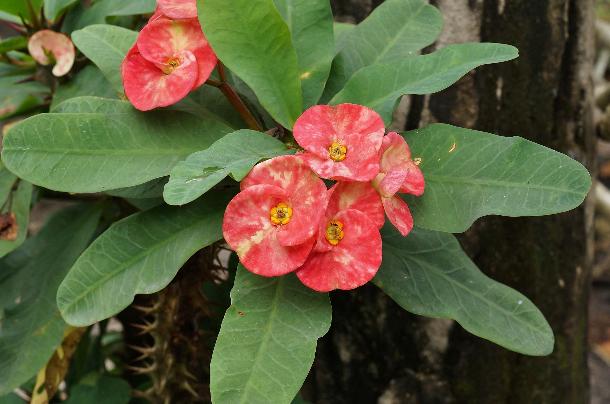 Qué es la corona de una planta y por qué es importante