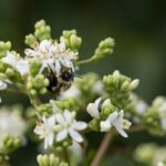 Qué es la flor de Seven Son y cómo controlar su invasión