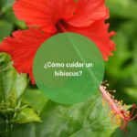 Qué es la Flor de una Hora y cómo cuidarla en tu jardín