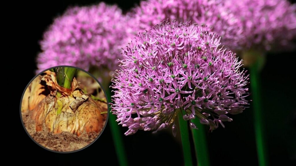 Qué es la floración de cebollas y cómo evitarla