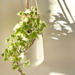 Qué es la hiedra persa y cómo se puede cultivar en casa