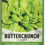Qué es la lechuga Buttercrunch y cómo cultivarla en tu jardín