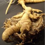 Qué es la mandrágora y cómo cultivarla en casa de forma segura