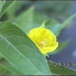 Qué es la nyctinastia y cómo afecta a las flores