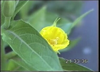Qué es la nyctinastia y cómo afecta a las flores