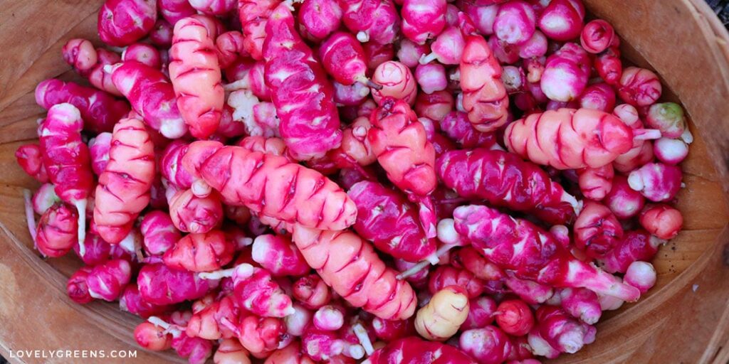 Qué es la Oca y cómo cultivar New Zealand Yams en casa