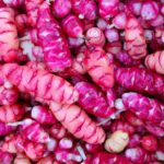 Qué es la Oca y cómo cultivar New Zealand Yams en casa
