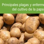 Qué es la papa peluda y por qué es resistente a plagas