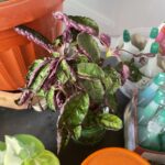 Qué es la planta Waffle y cómo cultivarla en interiores