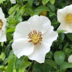 Qué es la rosa cherokee y cómo se puede cultivar en casa
