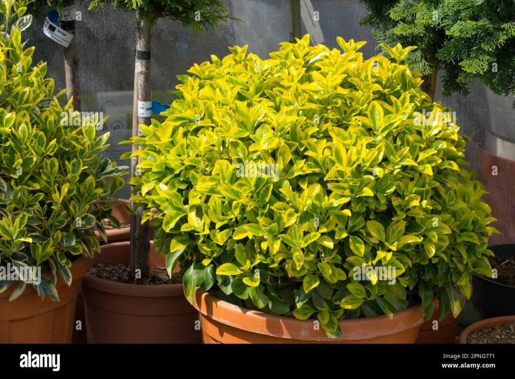 Qué es Spindlebush y para qué se usa en jardinería