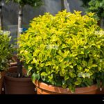 Qué es Spindlebush y para qué se usa en jardinería